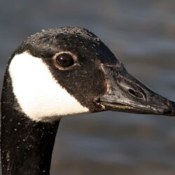 Canadian Goose wallpapers