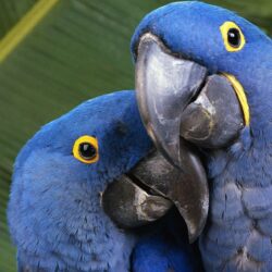 Blue Macaws HD Wallpapers