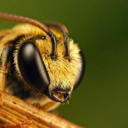 Latest Bee HD Wallpapers Image And Photos Free Download