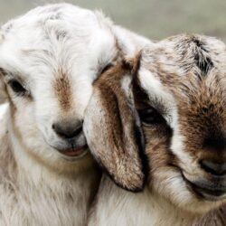 Cute Goats Wallpapers