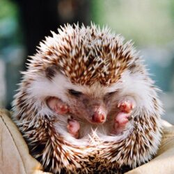 Small Hedgehogs Wallpapers High Quality