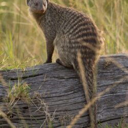 Mongoose Wallpapers High Quality