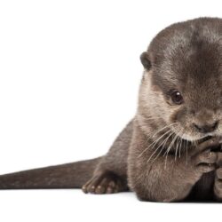 64 Otter HD Wallpapers