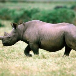 Rhinoceros HD Desktop Wallpapers