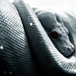 Snake Computer Wallpapers, Desktop Backgrounds Id: 26823