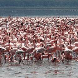 Lake Nakuru Day Trip From Nairobi