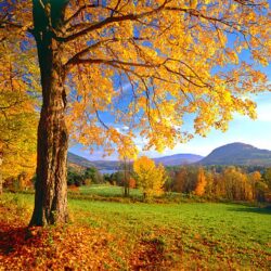 Fields: Colorful Vermont Fields Peaceful Wonderful Tree Amazing