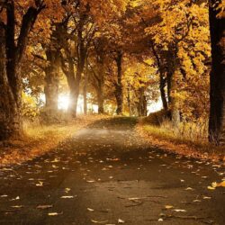 Fall Desktop Wallpapers and Backgrounds › Findorget