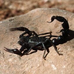 Image Insects Scorpions Animals