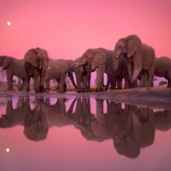 Wallpapers For > Colorful Elephant Wallpapers