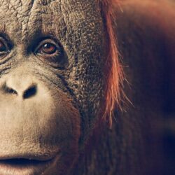 Orangutan Wallpapers 28
