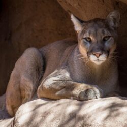Cougar on a rock [2] wallpapers