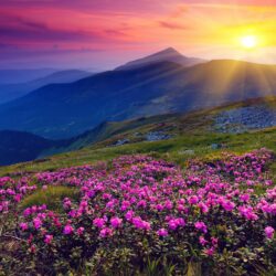 Flowers Hills Landscape Sunrise Wallpapers HD Free Desktop Mobile