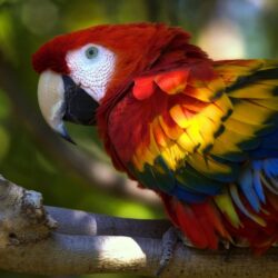 Scarlet macaw wallpapers