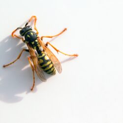 insects wasp wallpapers High Quality Wallpapers