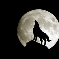 745 Wolf Wallpapers