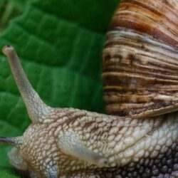 Download wallpapers snail, slugs, macro, shell