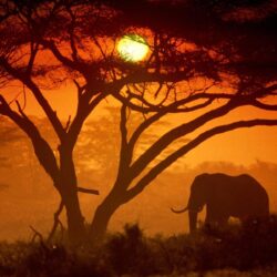 Safari Sunset in Kenya