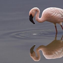 Lesser Flamingo Lake Nakuru National Park Kenya ❤ 4K HD Desktop