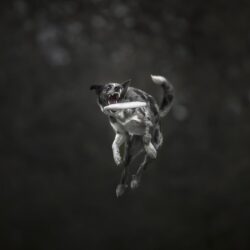 Wallpapers jump, teeth, Dog, the border collie, Frisbee, frisbee