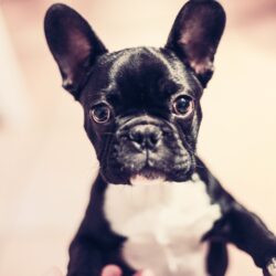 French Bulldogs Wallpapers