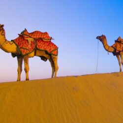 Camel wallpapers for Android