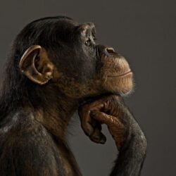 Monkey chimpanzee think wallpapers