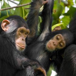 free screensaver wallpapers for chimpanzee