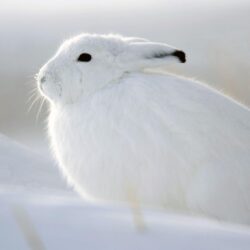 Snow Rabbit Wallpapers