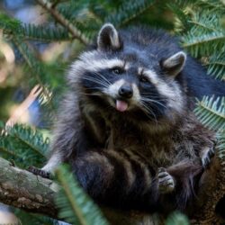 Raccoon Wallpapers