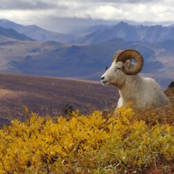 Best 46+ Dall Sheep Wallpapers on HipWallpapers