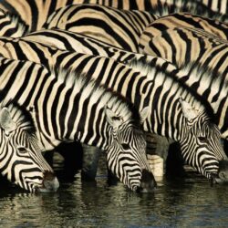 Zebra Wallpapers, Pictures, Image
