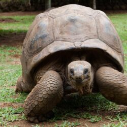 Tortoise Wallpapers HD Backgrounds, Image, Pics, Photos Free
