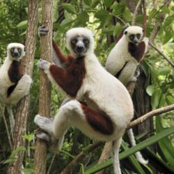 top 10 sites in Madagascar