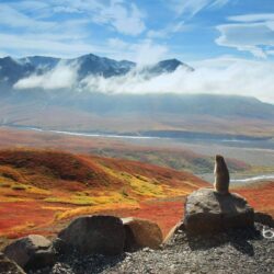 Arctic ground squirrel, Denali National Park and Preserve, Alaska