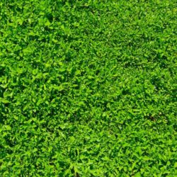 Green grass Wallpapers 2