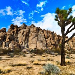 Joshua Tree National Park HD Wallpapers Best Collection