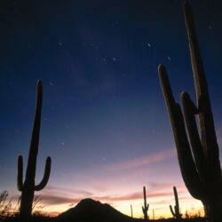 Deserts: Saguaro National Park Star Trails Arizona Saguraro