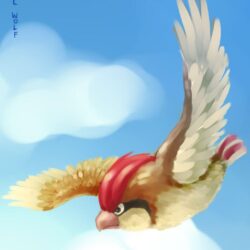 017 Pidgeotto by global