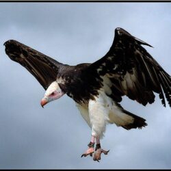 White Headed Vulture wallpapers