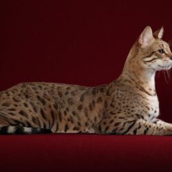 Cool Bengal Cats Full Grown – Wallpaper. Also Bengal Cat Vs