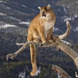 162 Cougar HD Wallpapers