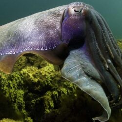 Best 58+ Cuttlefish Wallpapers on HipWallpapers