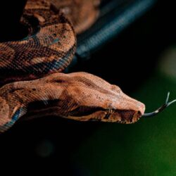 snake wallpapers animals