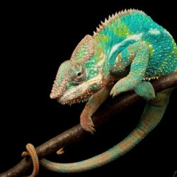 Cool Lizard Wallpapers