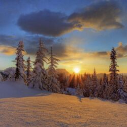 mount rainier national park winter forest snow mountain HD wallpapers
