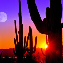 Third Sunset at Saguaro National Park near Tucson Arizona