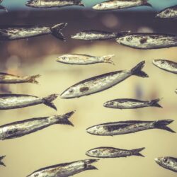 Wallpapers eyes, fish, bokeh, sardines image for desktop