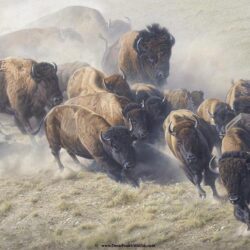 Buffalo wallpapers desktop backgrounds