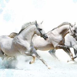Wallpapers For > White Horse Wallpapers